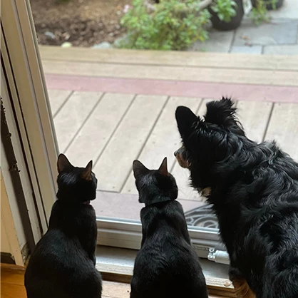 Three cats look out the window.